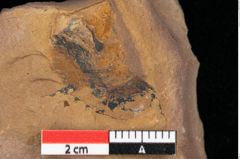 Foto (Detailansicht) von Enteromorpha stagnalis Heer (NHMW-GEO-2024-0188-0094)